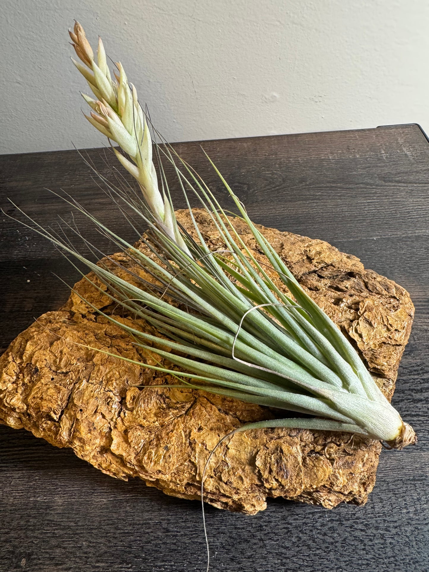 Air Plant: Tillandsia Hybrid