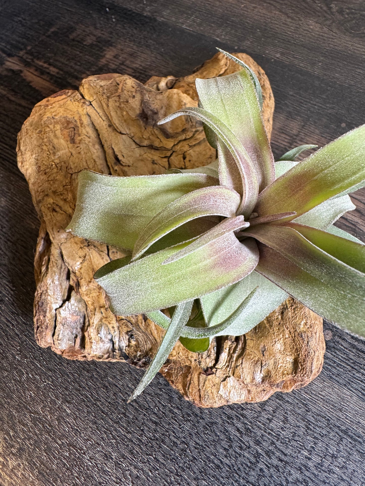 Air Plant: Tillandsia Streptophylla