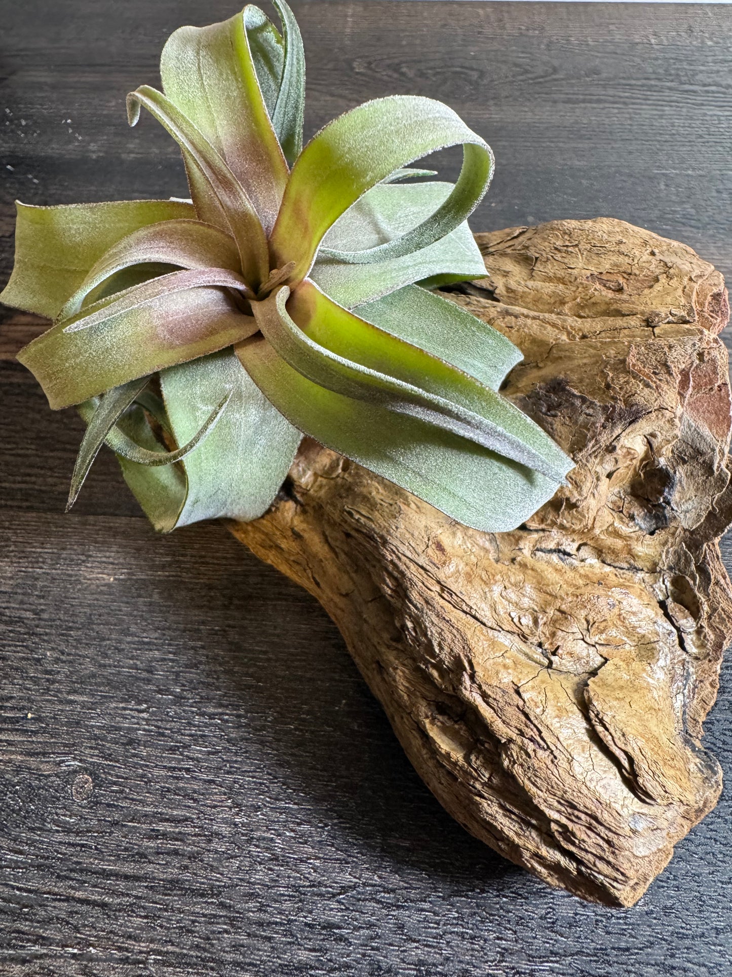 Air Plant: Tillandsia Streptophylla