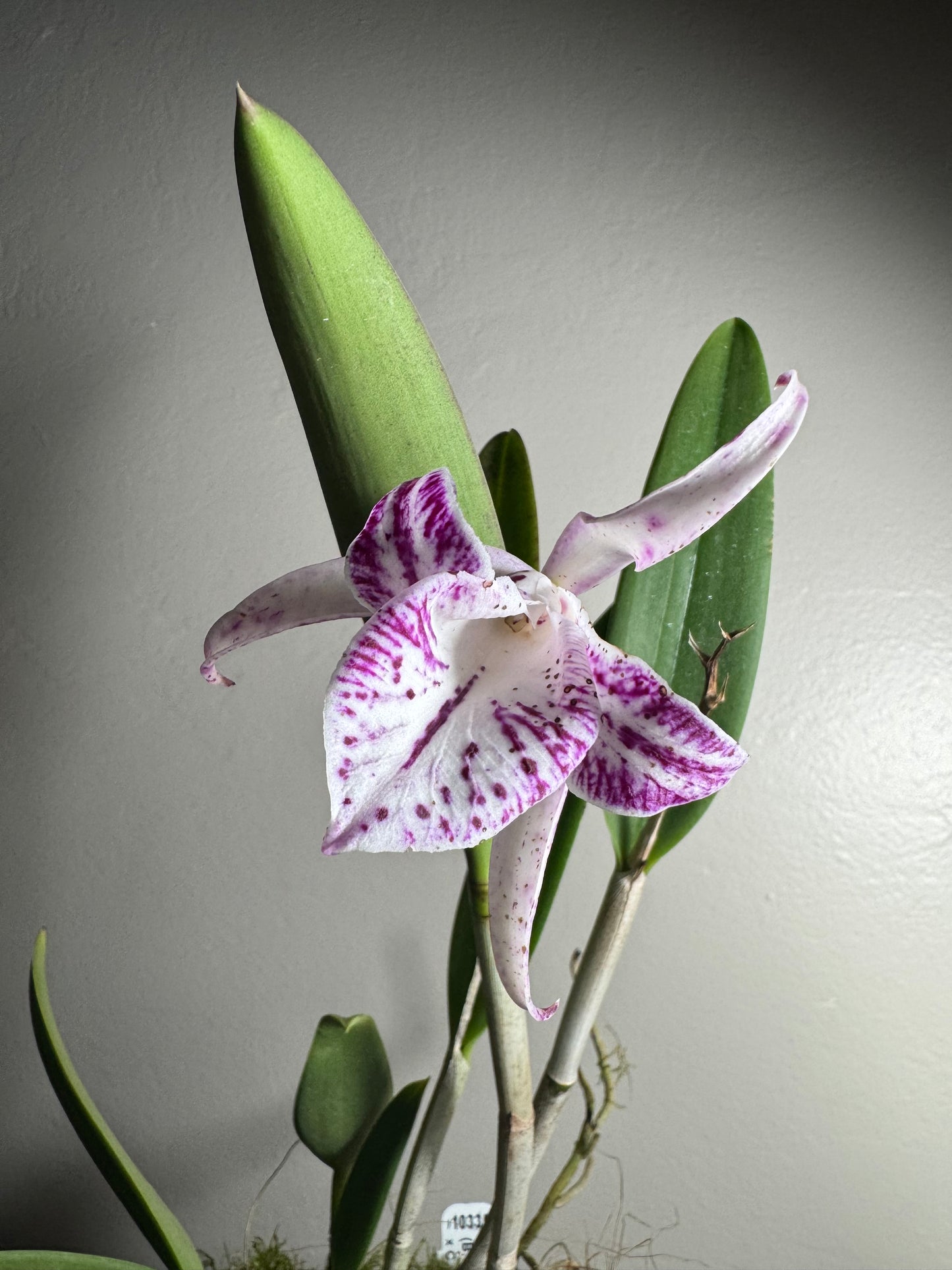 Orchid: Brassocattleya Valencia Beauty