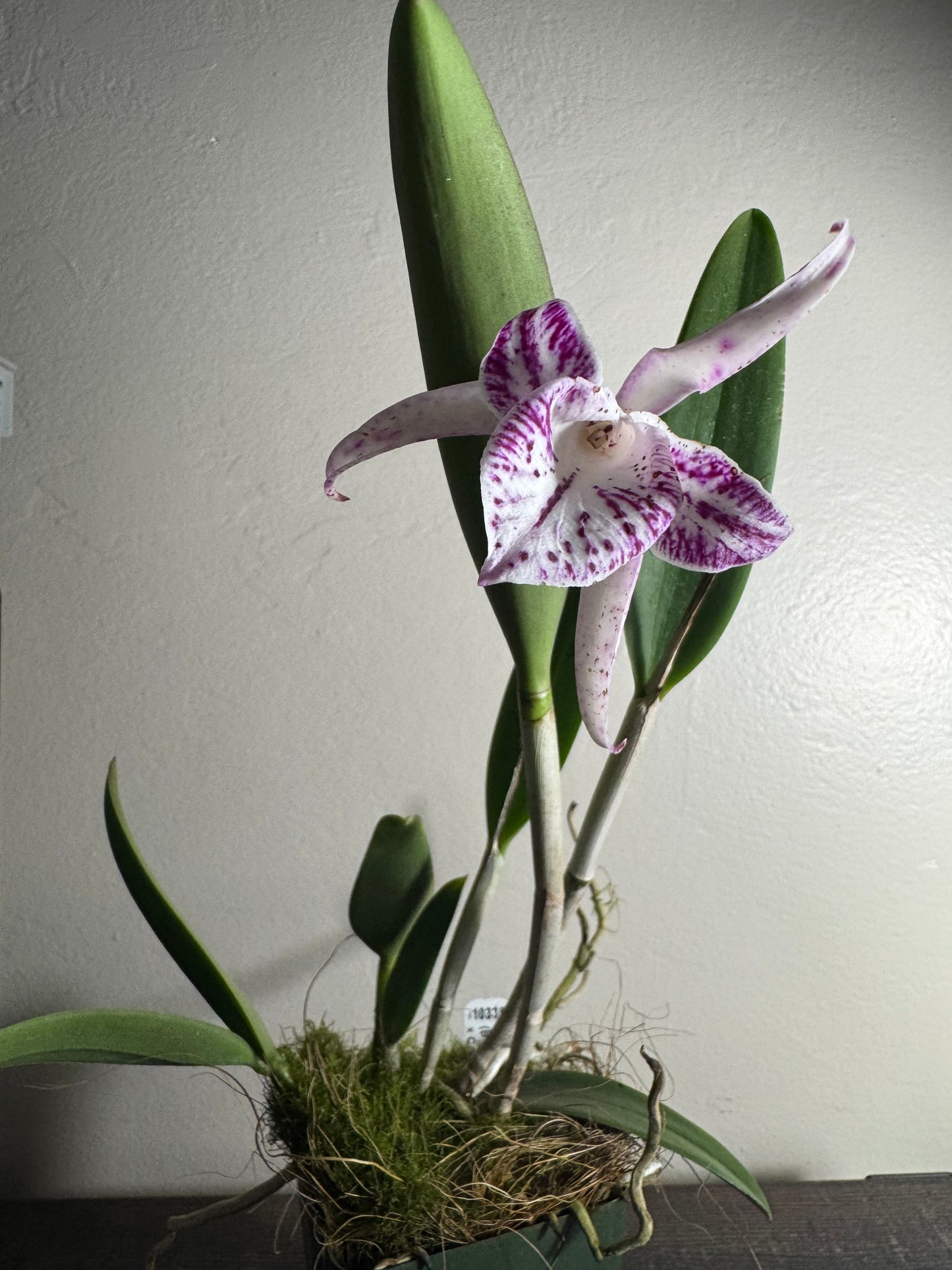 Orchid: Brassocattleya Valencia Beauty