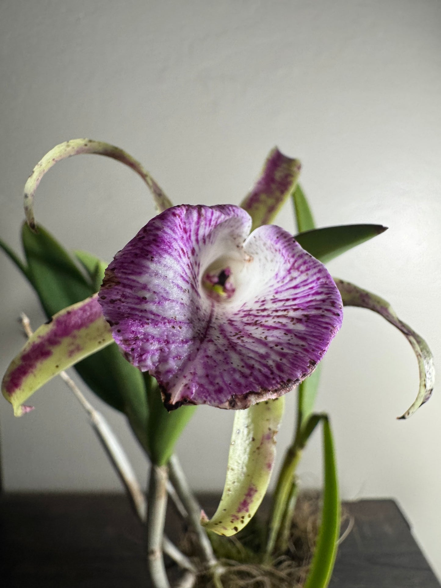 Orchid: Brassocattleya Valencia Beauty