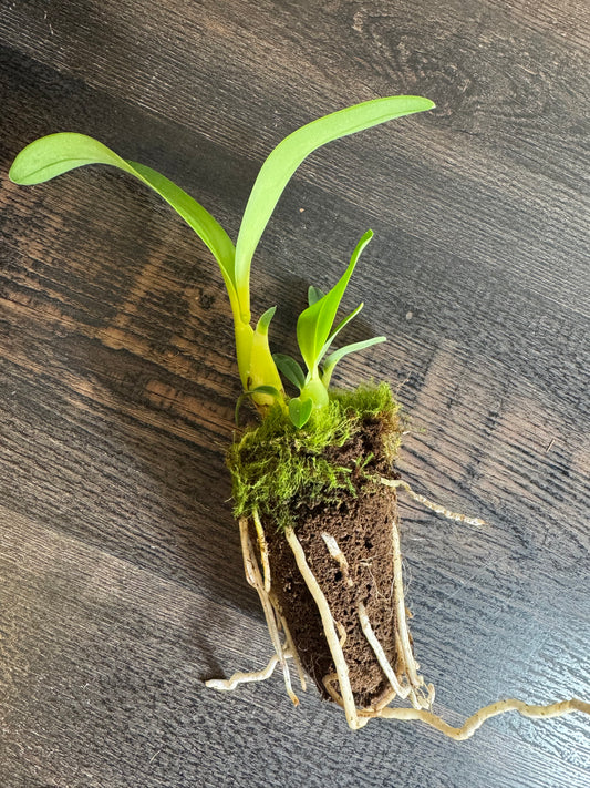 Orchid Hybrid: Encyclia (brassavolae x plicata)