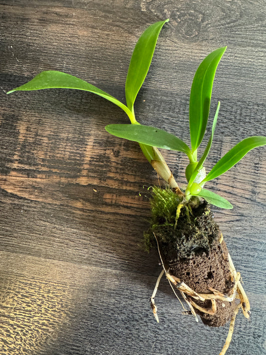 Orchid Hybrid: Cattleya harrisoniana x Panarica prismatocarpa