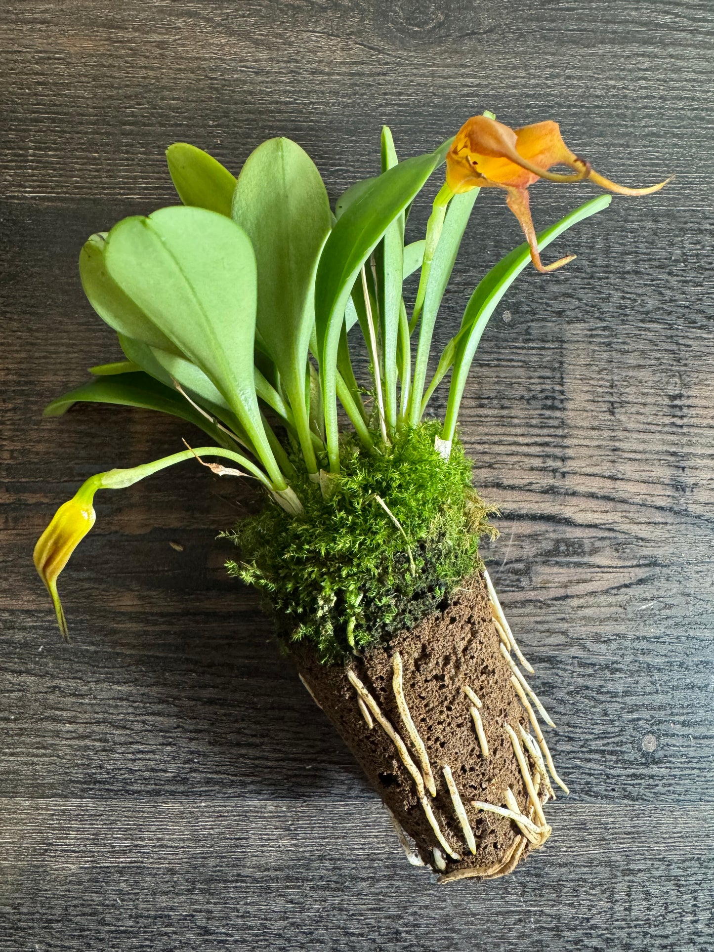 Miniature Orchid: Masdevallia (Xwubbenii x rolfeana '99')