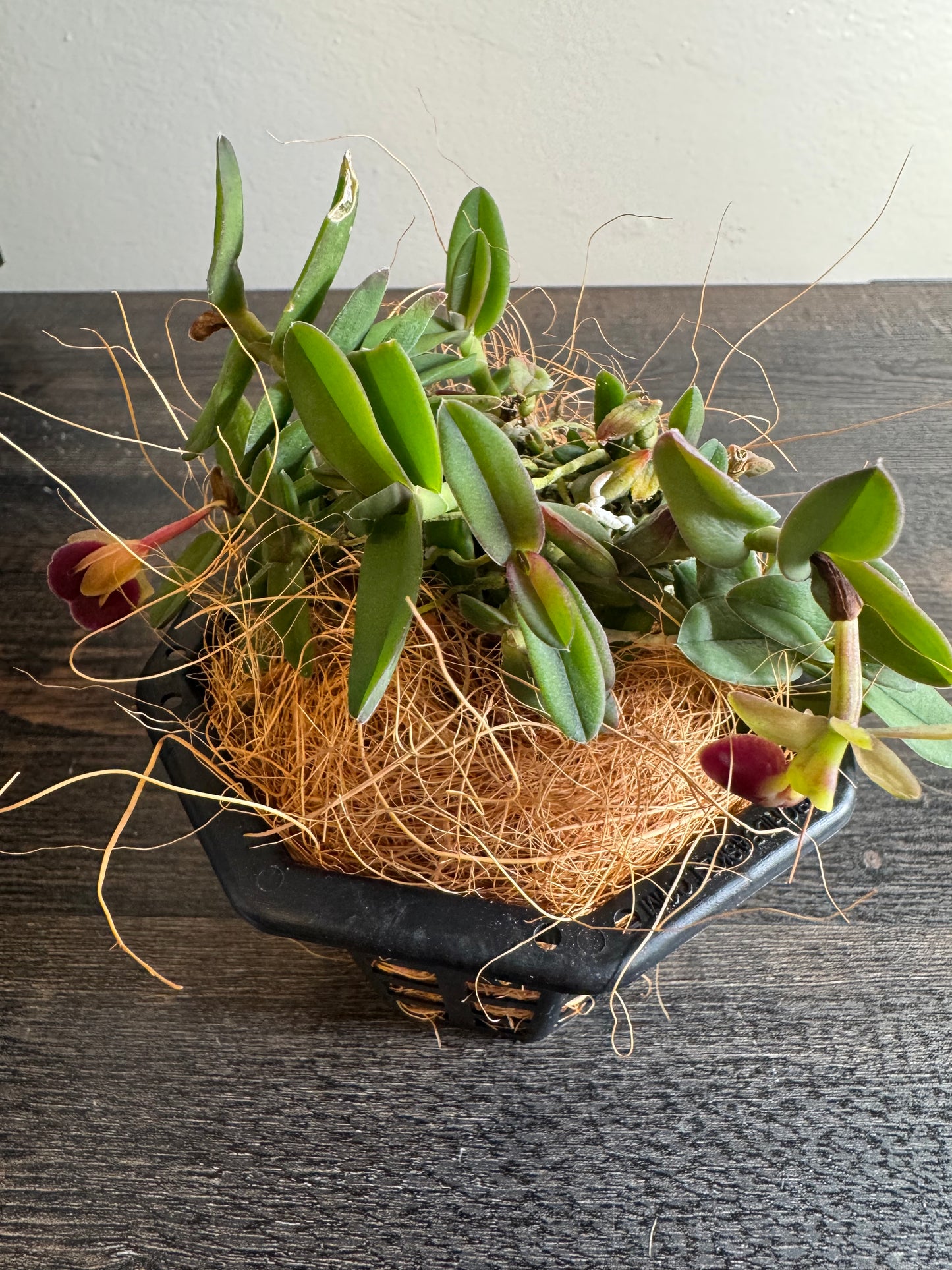 Miniature Orchid: Epidendrum porpax