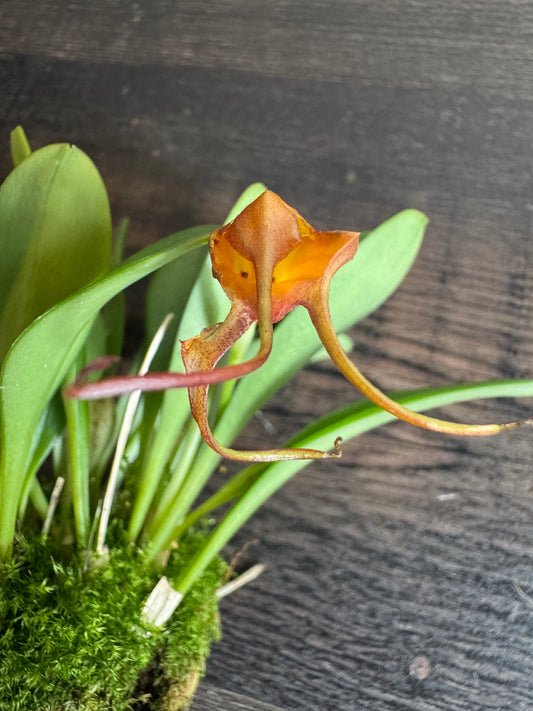 Miniature Orchid: Masdevallia (Xwubbenii x rolfeana '99')