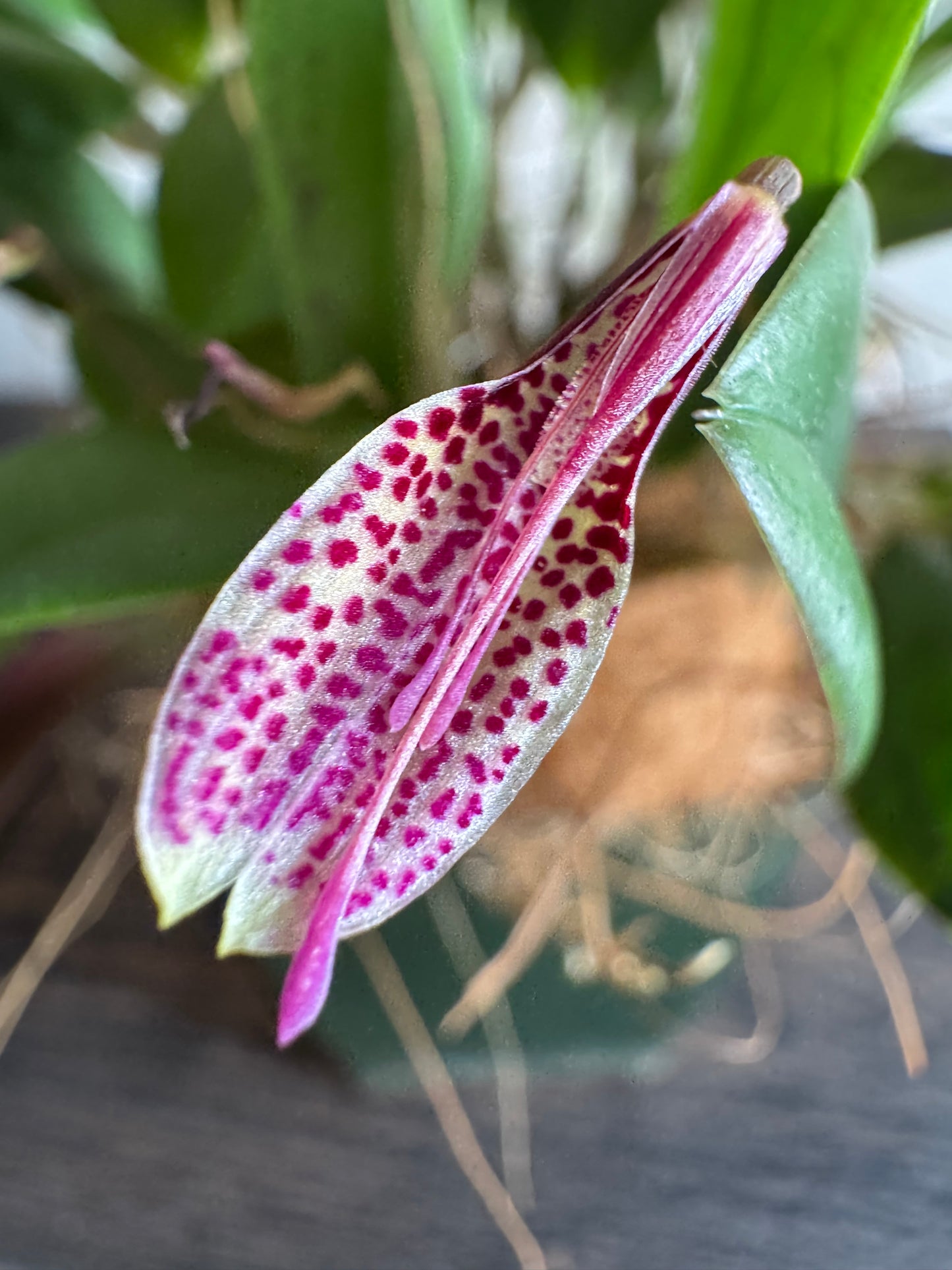 Miniature Orchid: Restrepia iansbergii