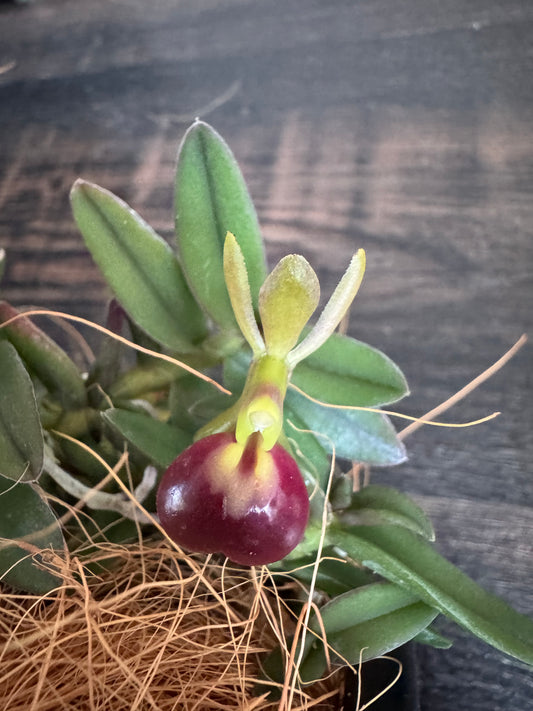 Miniature Orchid: Epidendrum porpax