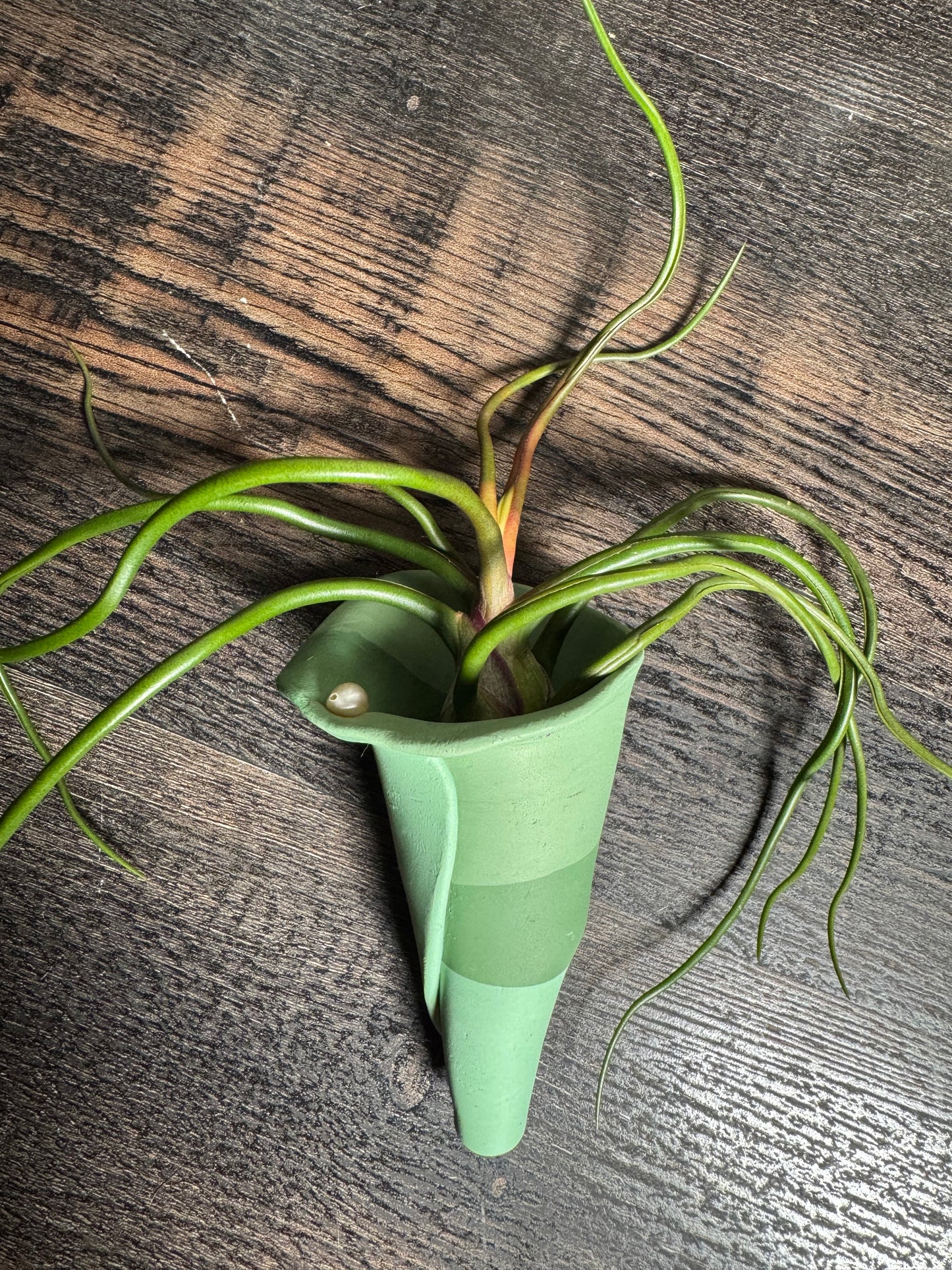 Magnetic Air Plant Holders