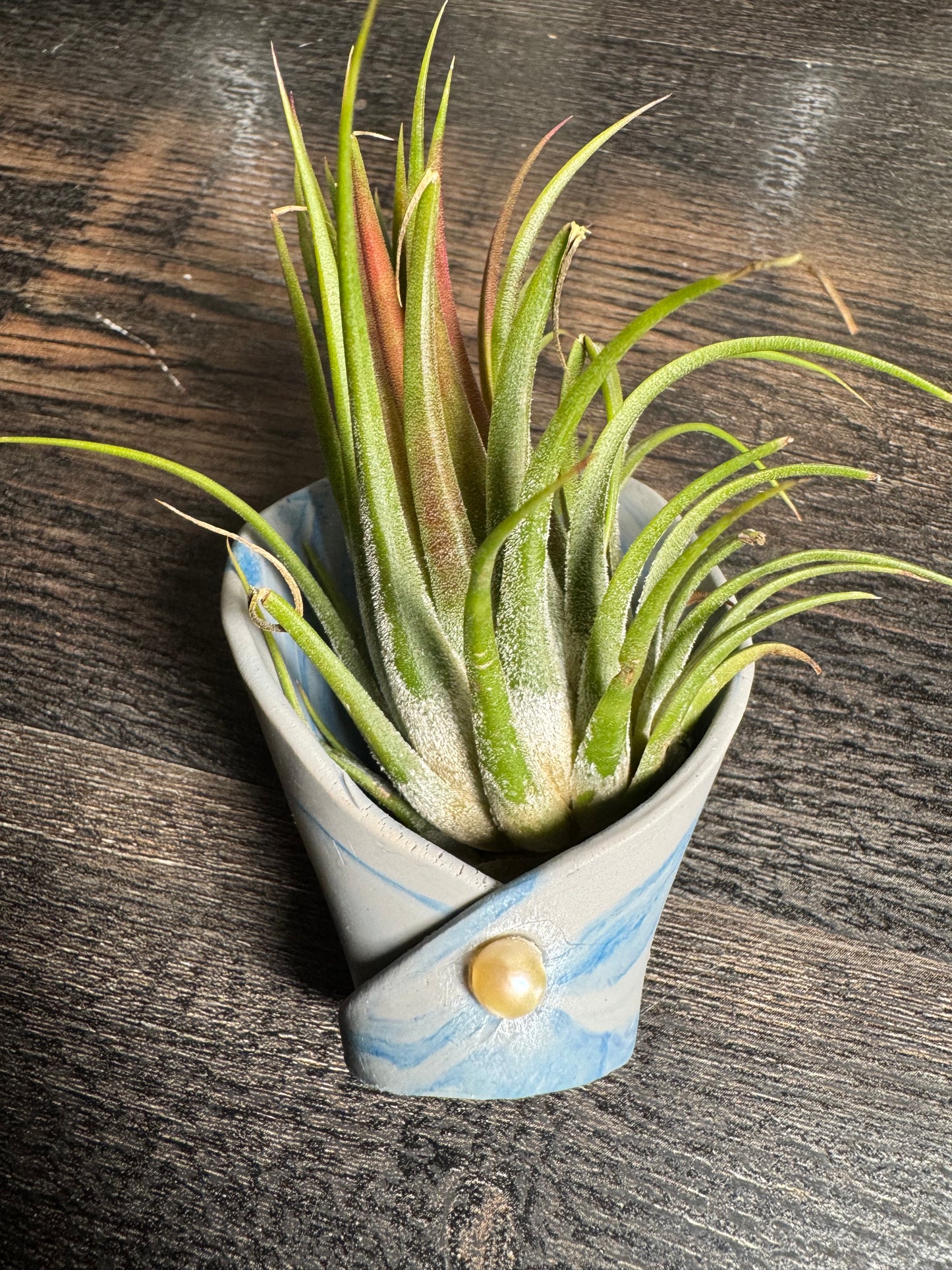 Magnetic Air Plant Holders
