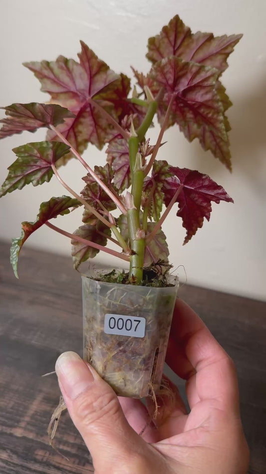 Begonia ‘Izumo no Kiraboshi’ =0007=