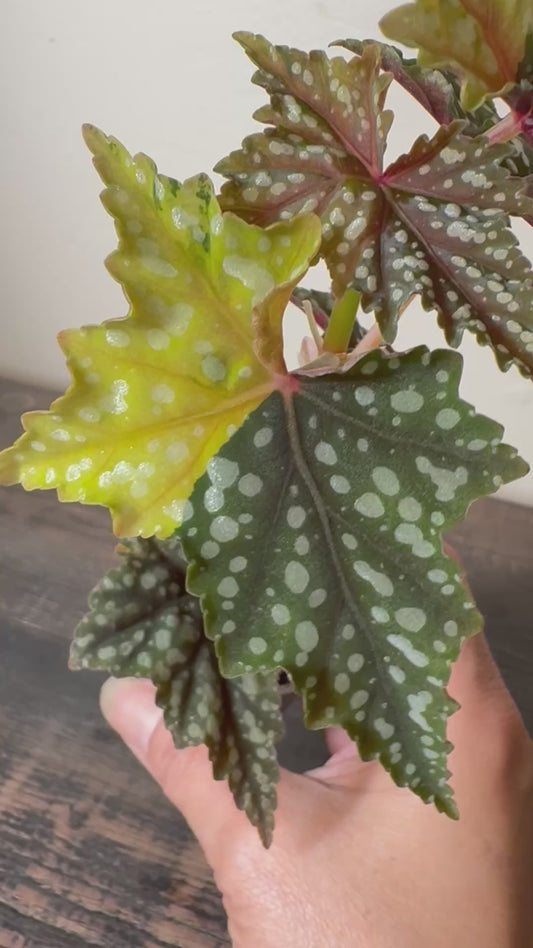 Begonia ‘Izumo no Kiraboshi’ =0005=
