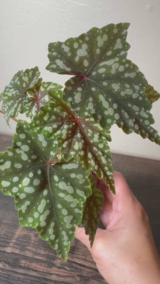 Begonia ‘Izumo no Kiraboshi’ - Possible Revert =0008=