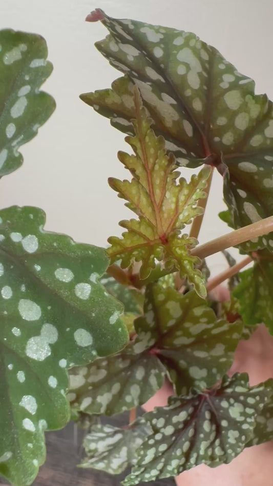 Begonia ‘Izumo no Kiraboshi’ - Possible Revert =0006=