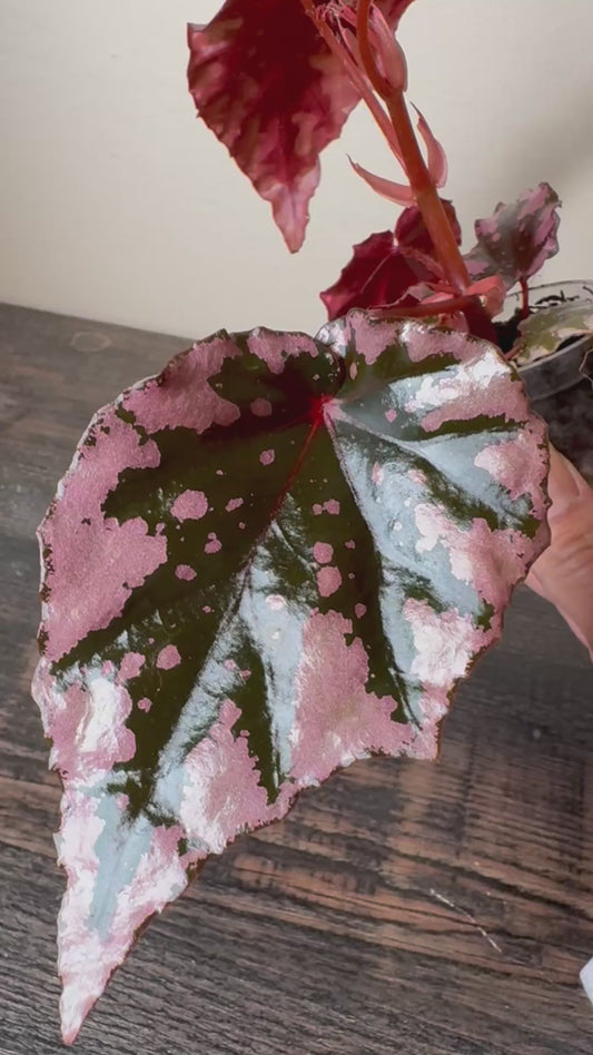 Begonia ʻPink Flameʻ