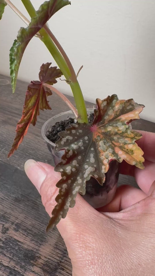 Begonia ‘Izumo no Kiraboshi’ =0004=